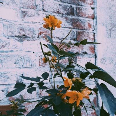 澳门新葡澳京手机app下载