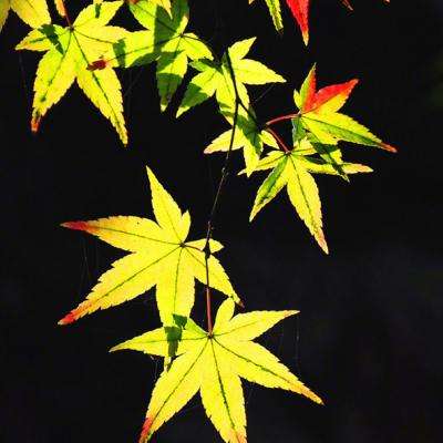 彩票平台wellcome